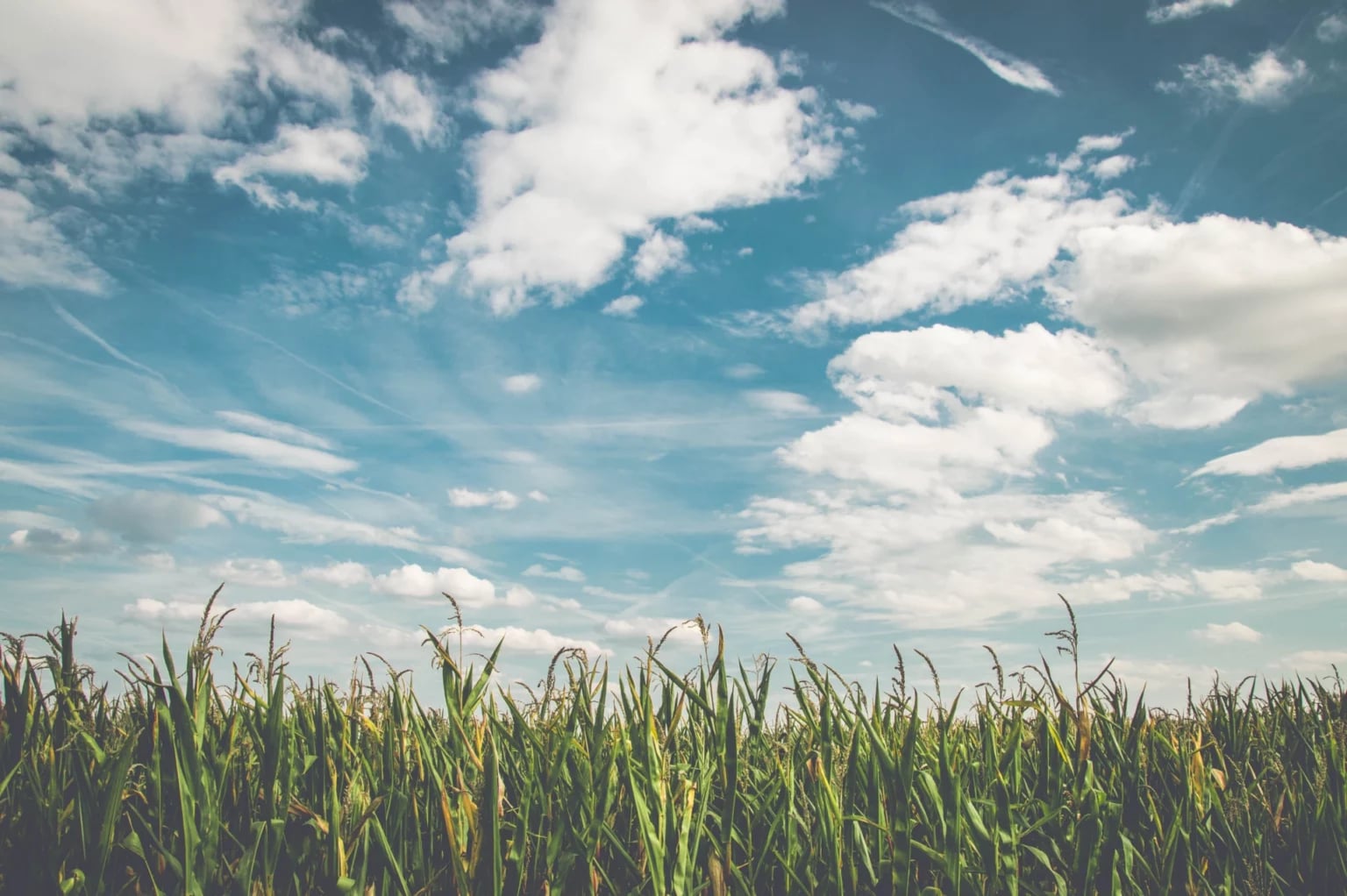 Campo agricolo