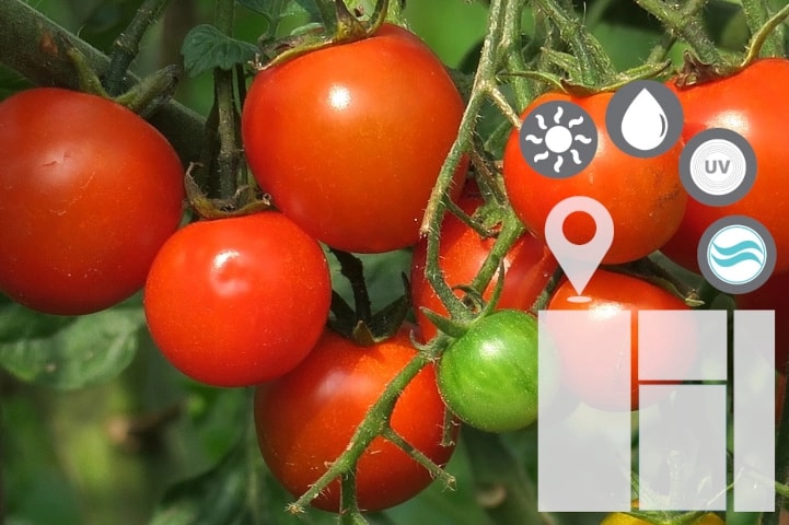 Monitoraggio IoT in agricoltura — pomodori con sensori